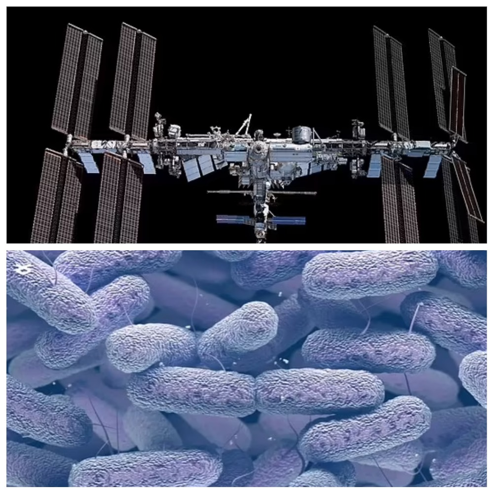 NASA обнаружило бактерии-мутанты на МКС.jpg