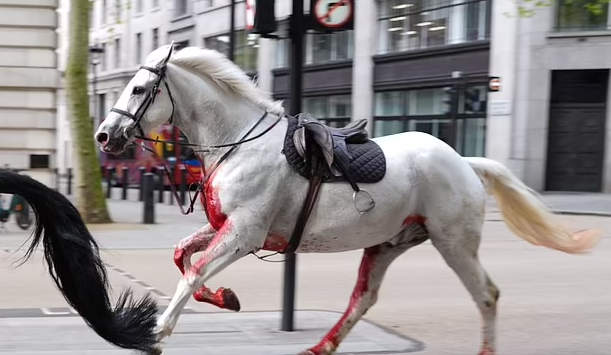 В Лондоне из королевской конной гвардии сбежали лошади – пострадали люди.PNG