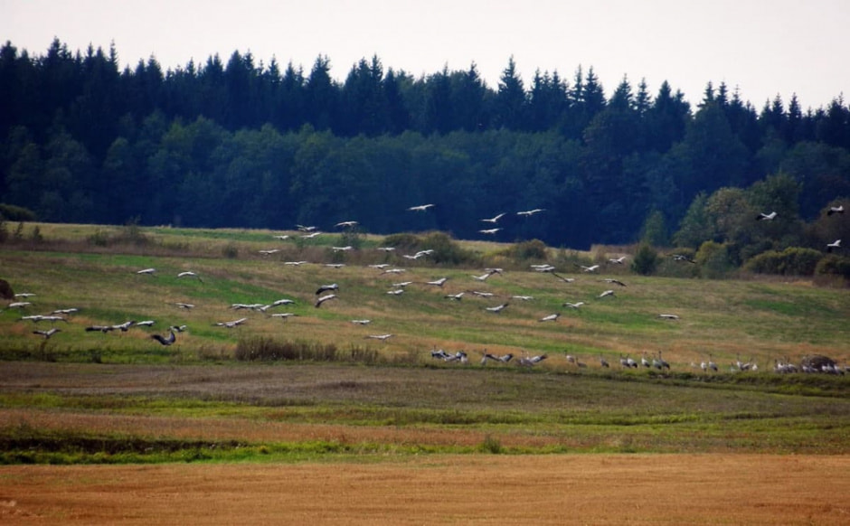 миоры14.jpg миоры14.jpg