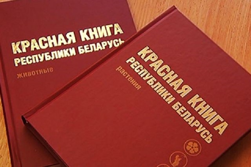 Животные Красной Книги Беларуси Картинки