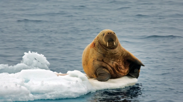 Турист в Норвегии побеспокоил моржа – мужчину за это оштрафовали.PNG