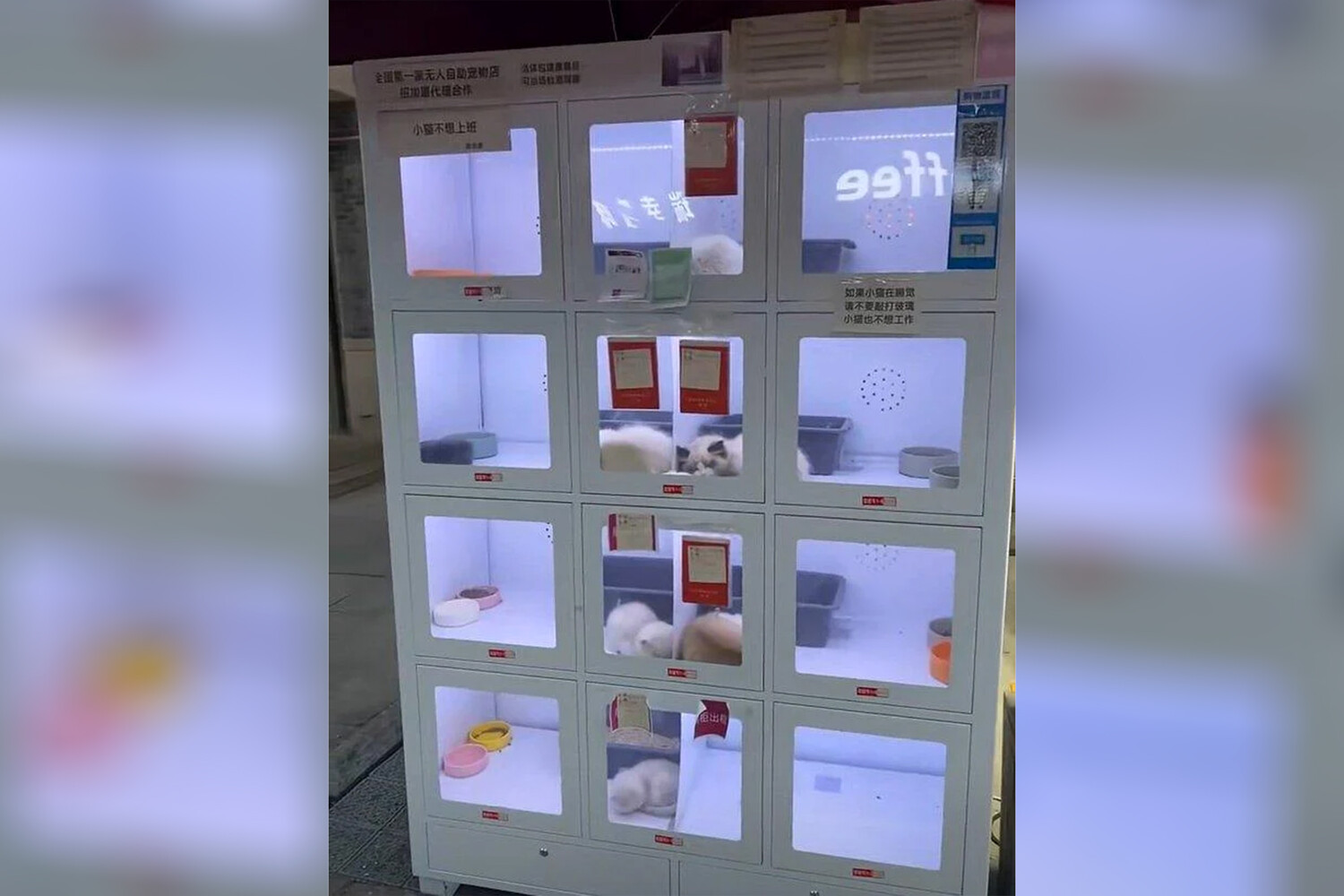 В Китае живых кошек и собак начали продавать из автоматов – люди считают это негуманным.jpg