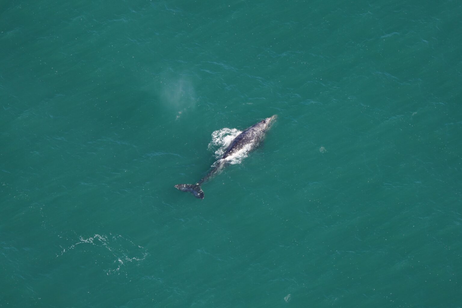 Серый кит.jpg