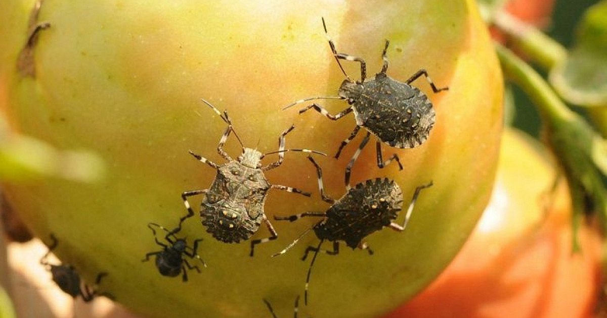 Дача и насекомые