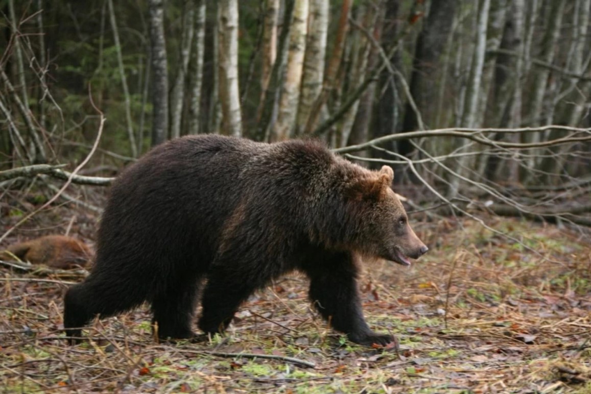 Медведь в лесу Медведь в лесу