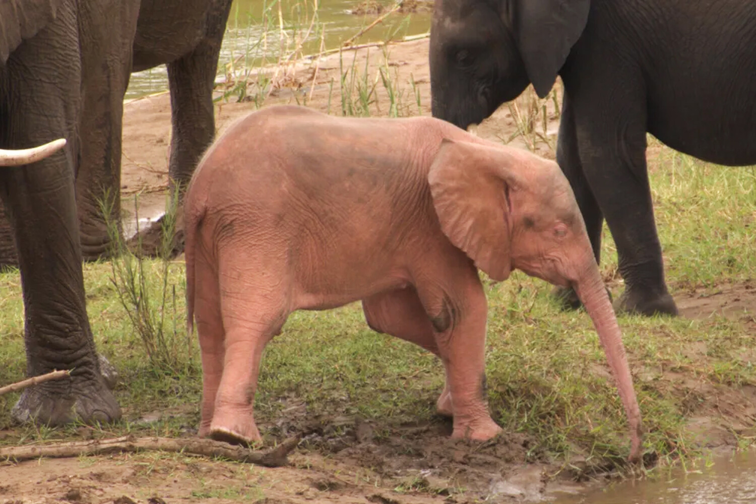 Розовый слоненок.jpg