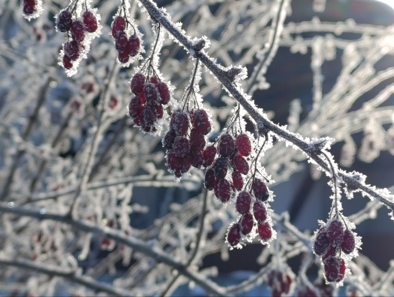 мороз смартпресс