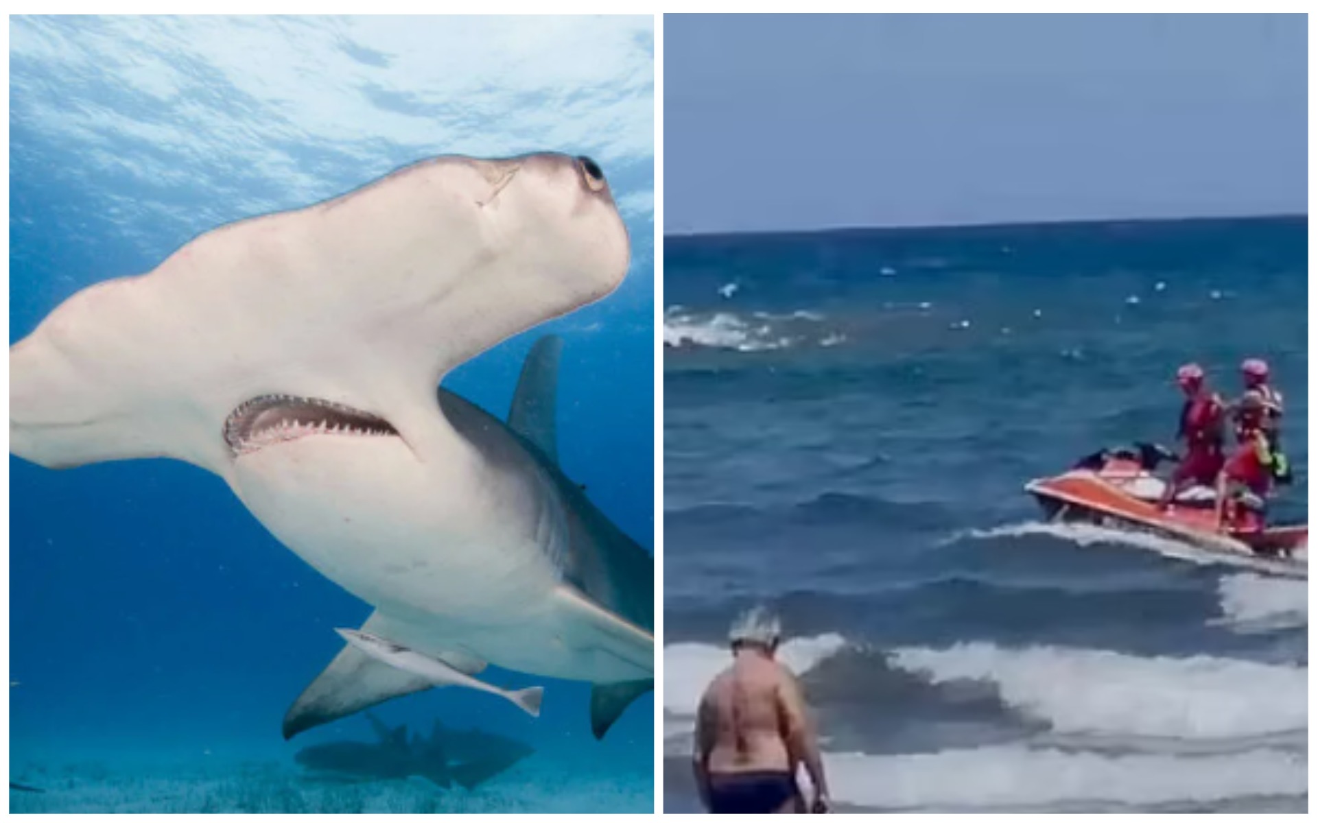 Три пляжа закрыли в Испании из-за акул-молотов – кошмарят туристов.jpg