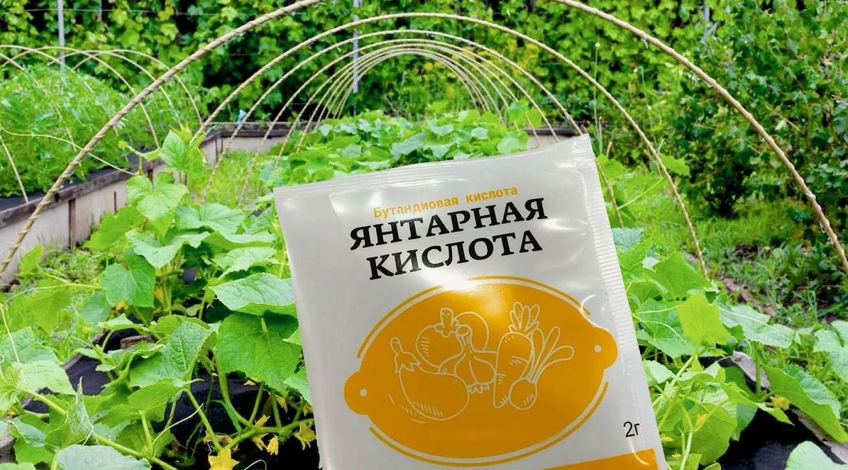 Как применять янтарную кислоту в саду и огороде | СмартПресс