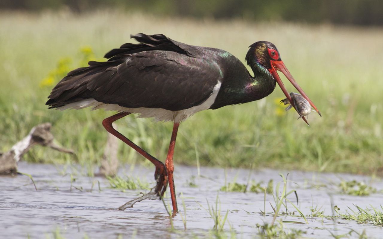 Лесной отшельник и отличный “летун”. Рассказываем про черного аиста – птицу 2026 года