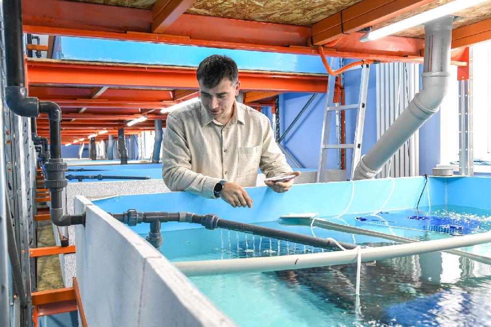 Креветочная ферма