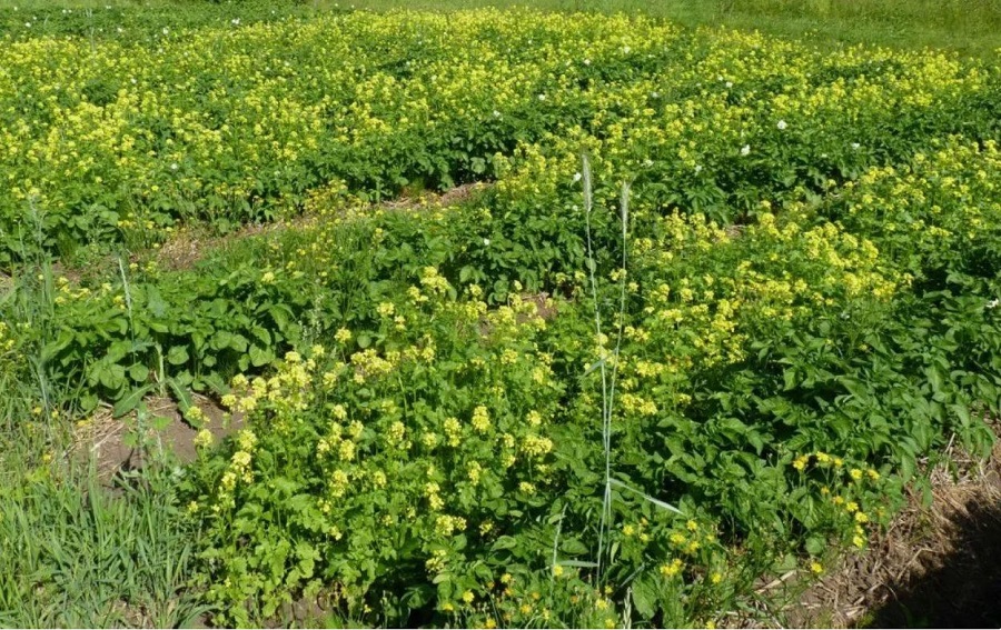 сидерат сидерат1.jpg