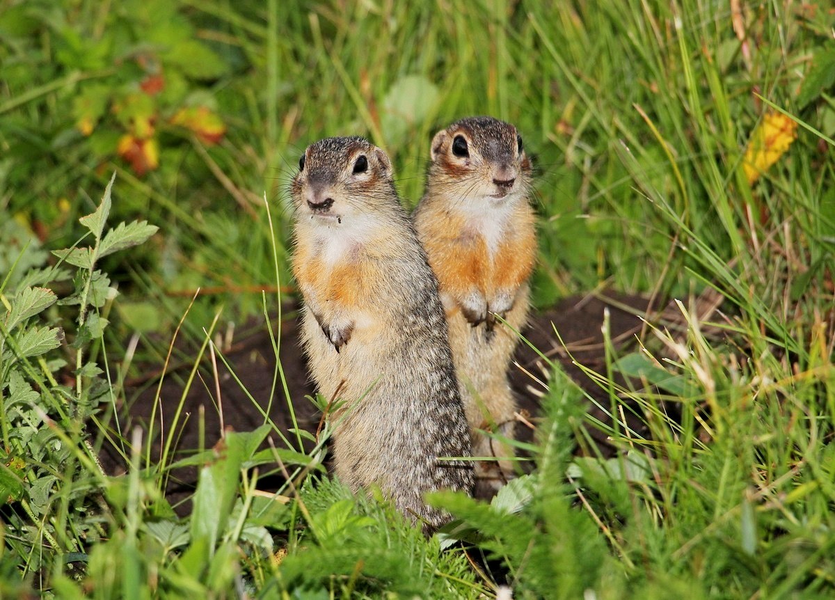 Крапчатый суслик 2.jpg