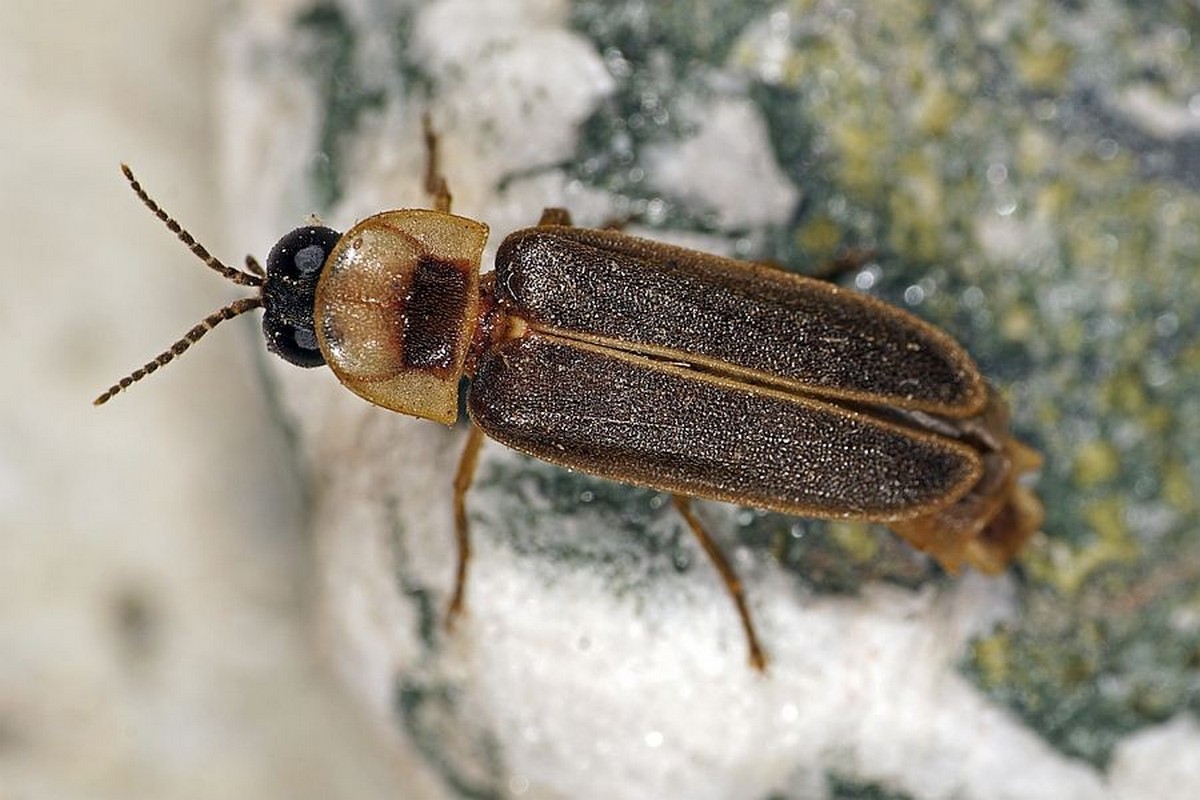 12-Lampyris noctiluca.jpg