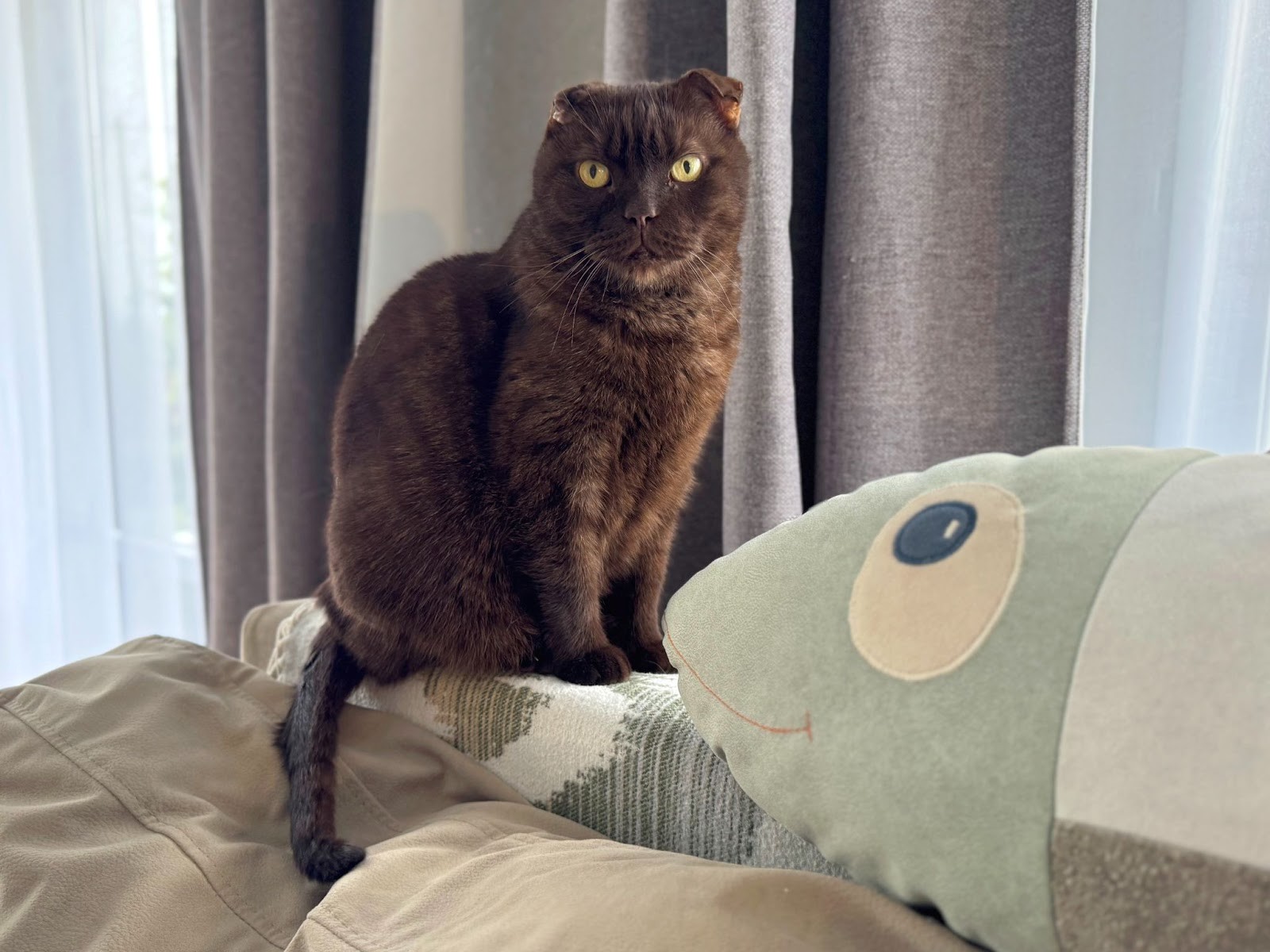 7-Домашние питомцы Галины Тябут.jpg