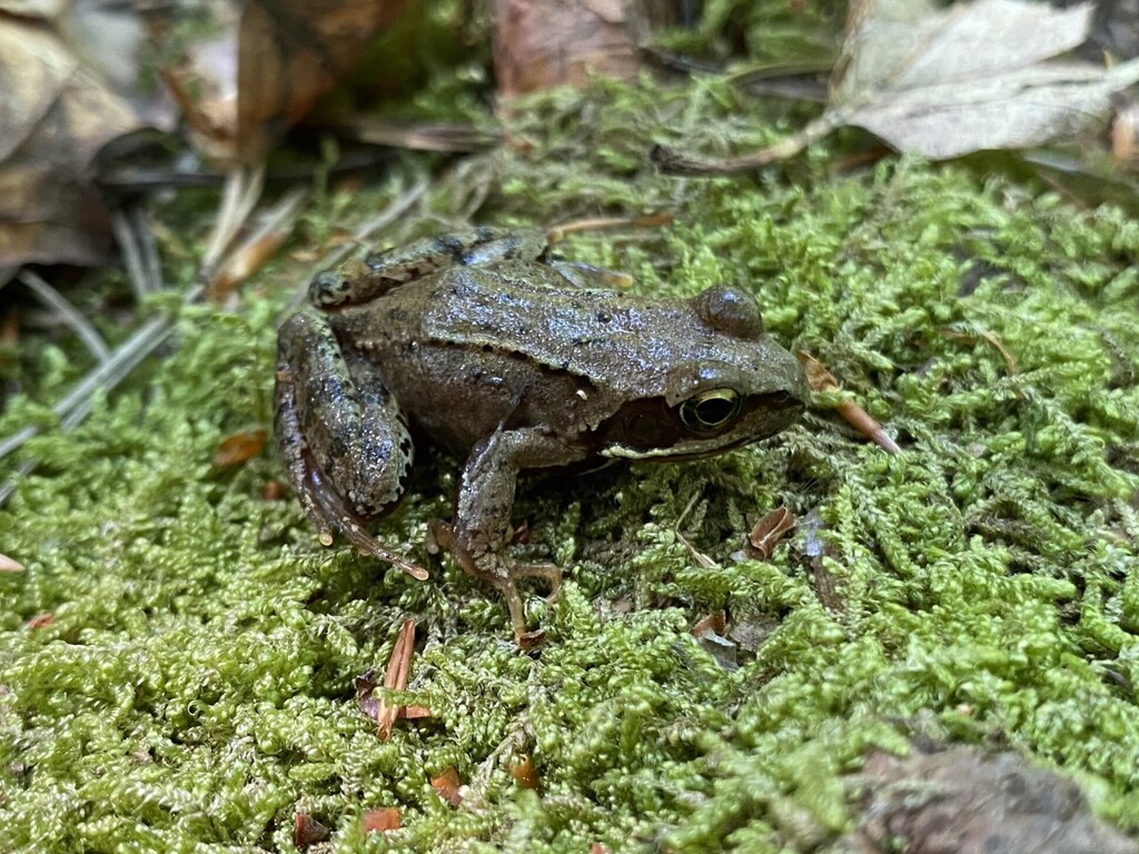 Травяная лягушка 