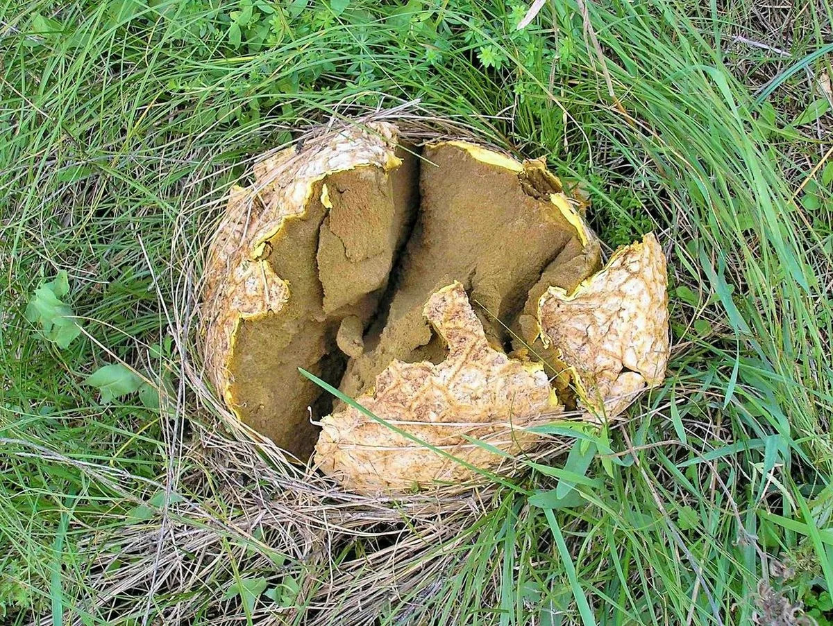 головач гигантский головач гигантский