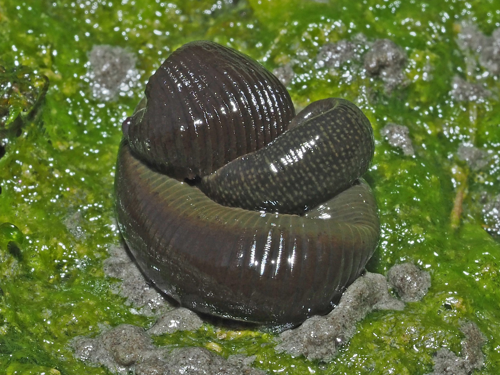 Пиявка ложноконская