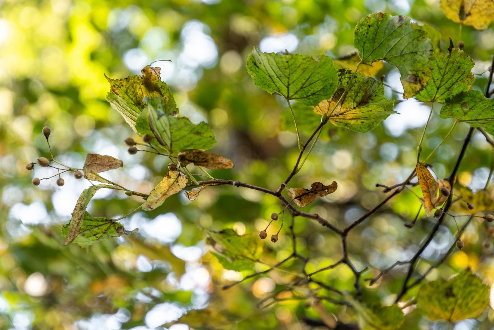 12-Листья липы.jpg 12-Листья липы.jpg