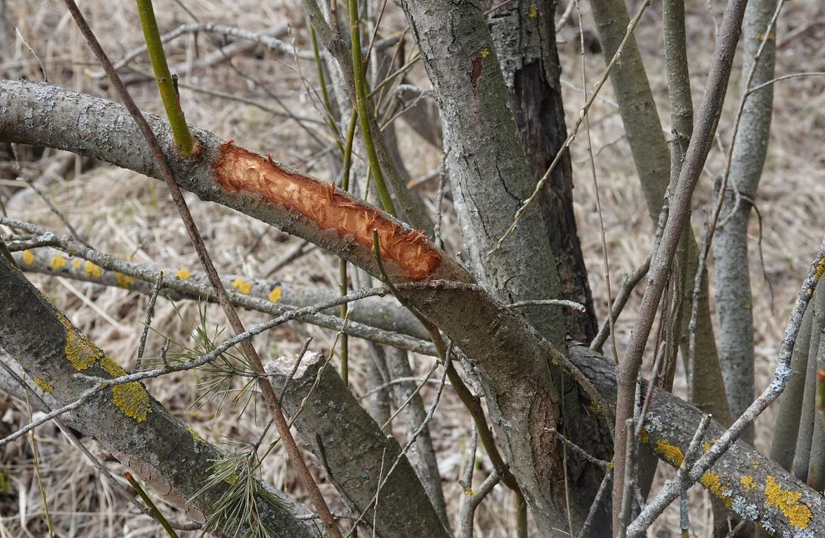 дерево дерево 1.jpg