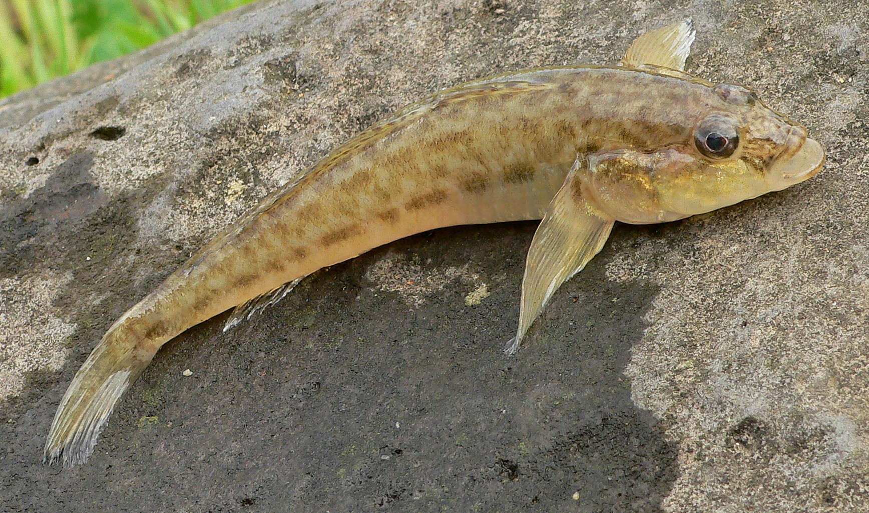 Бычок-песочник