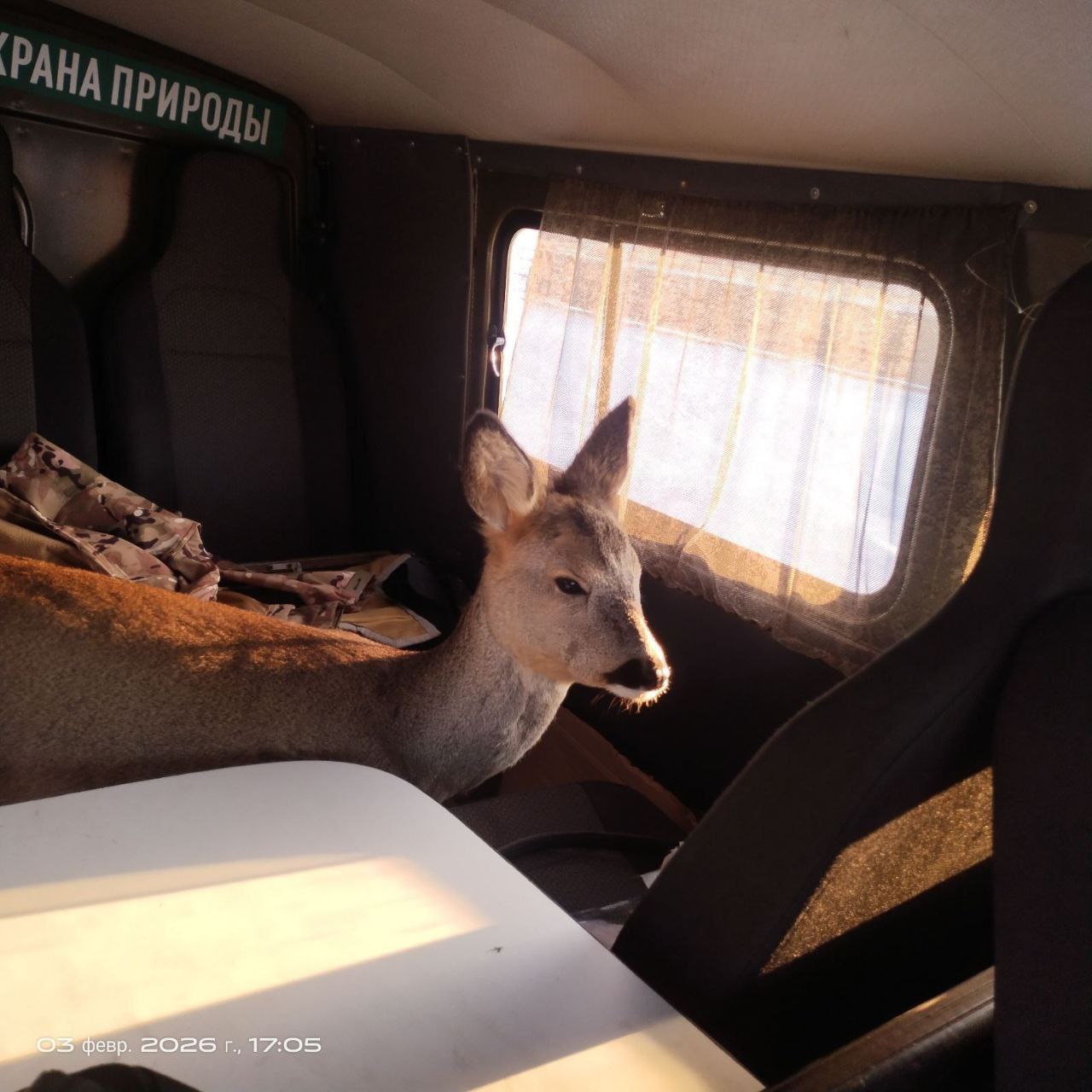 косуля на руках в авто.jpg