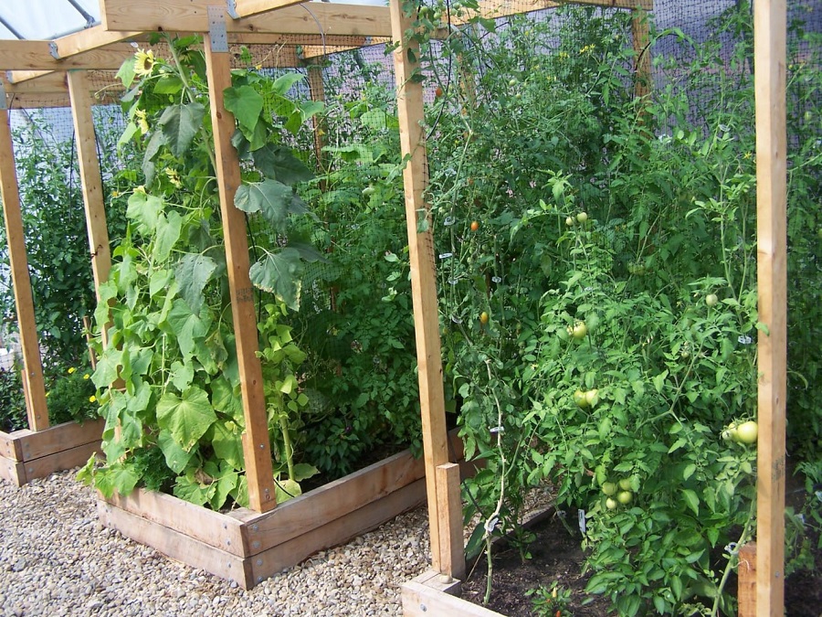 шпалеры на даче3.jpg