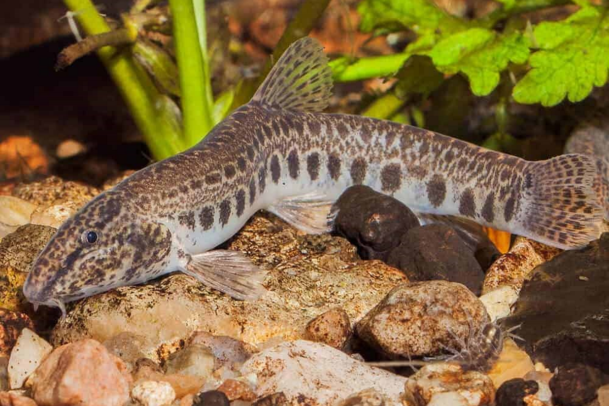 2-Обыкновенная щиповка.png