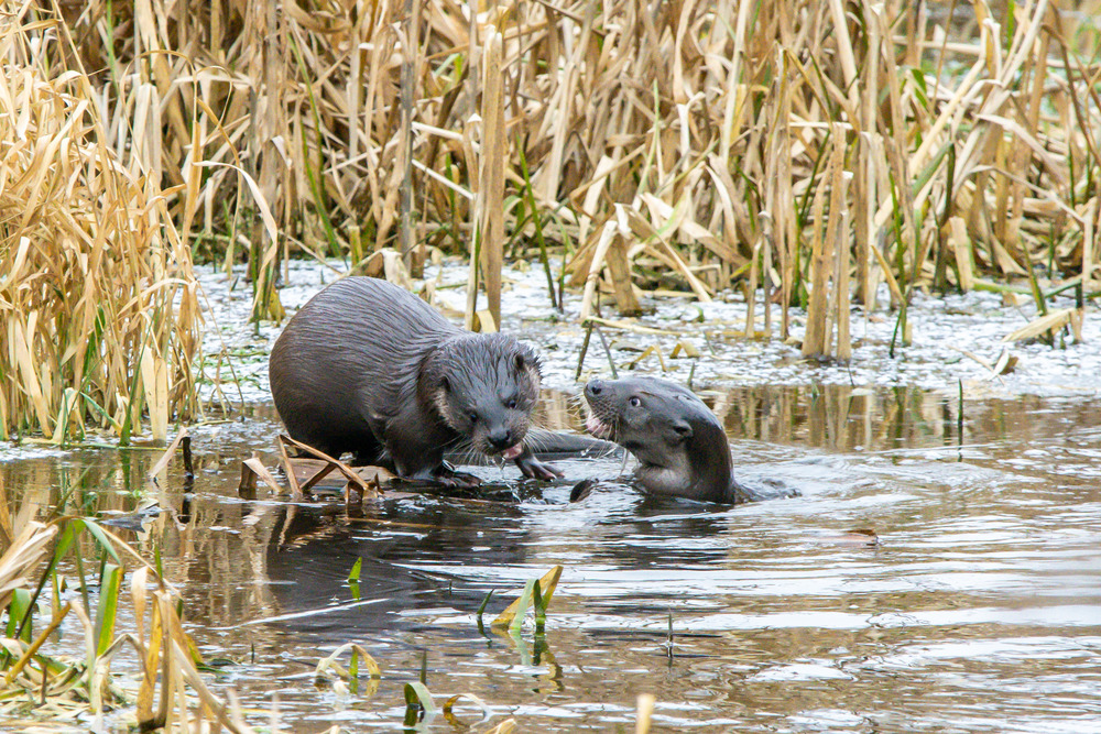 Сямейная размова