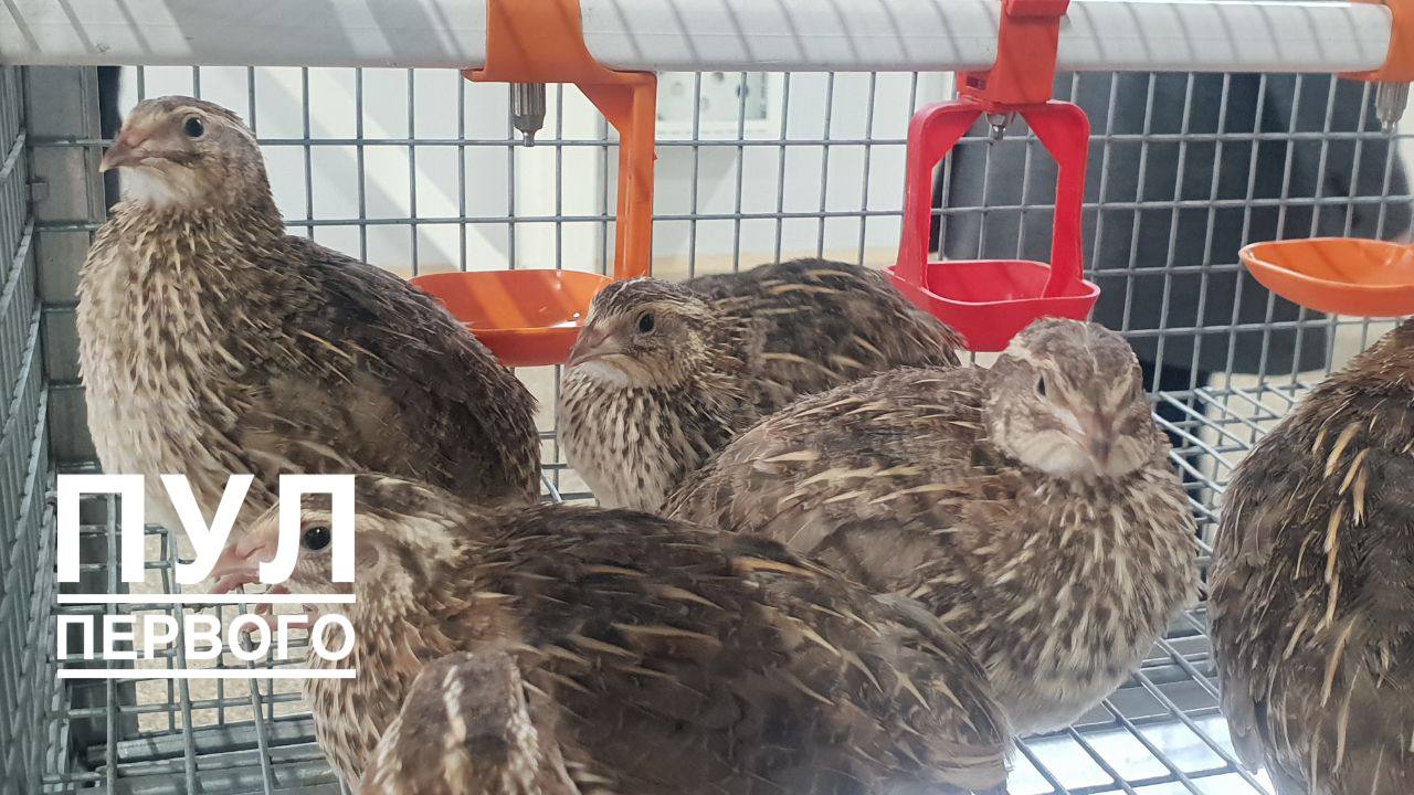 Лукашенко подарили перепелок.jpg