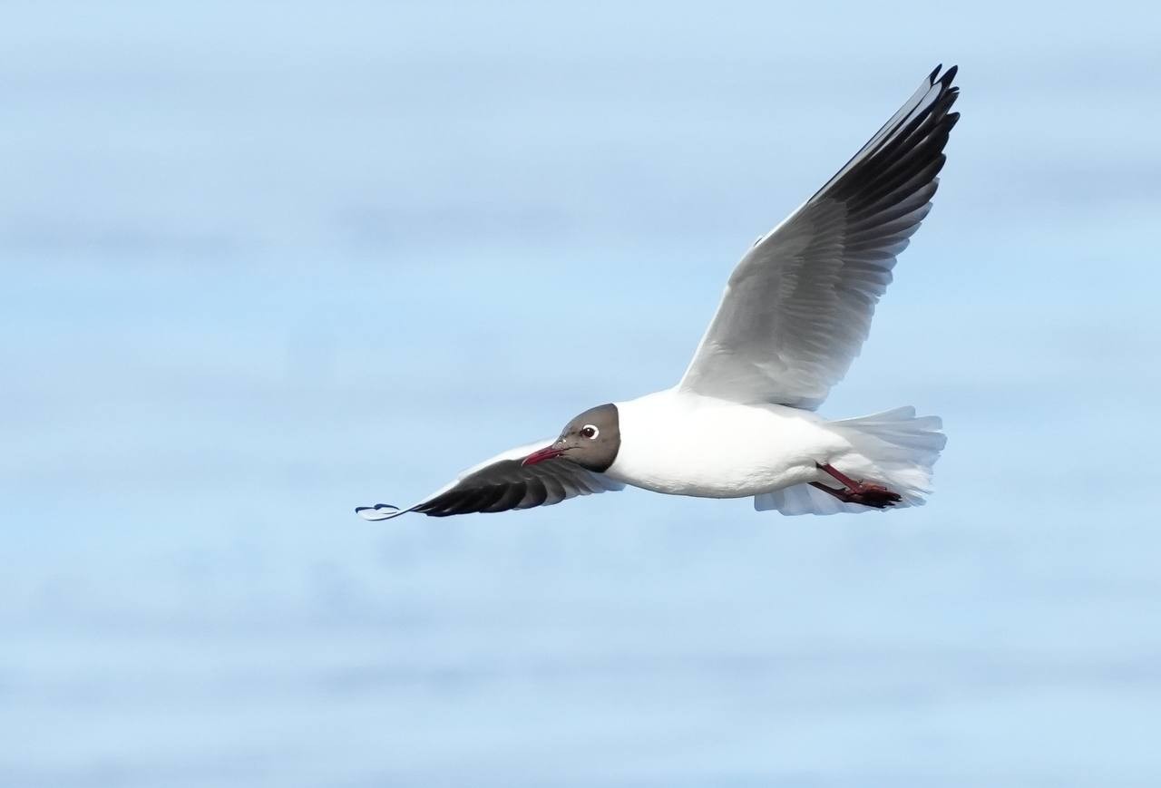 8-Озерная чайка.jpg