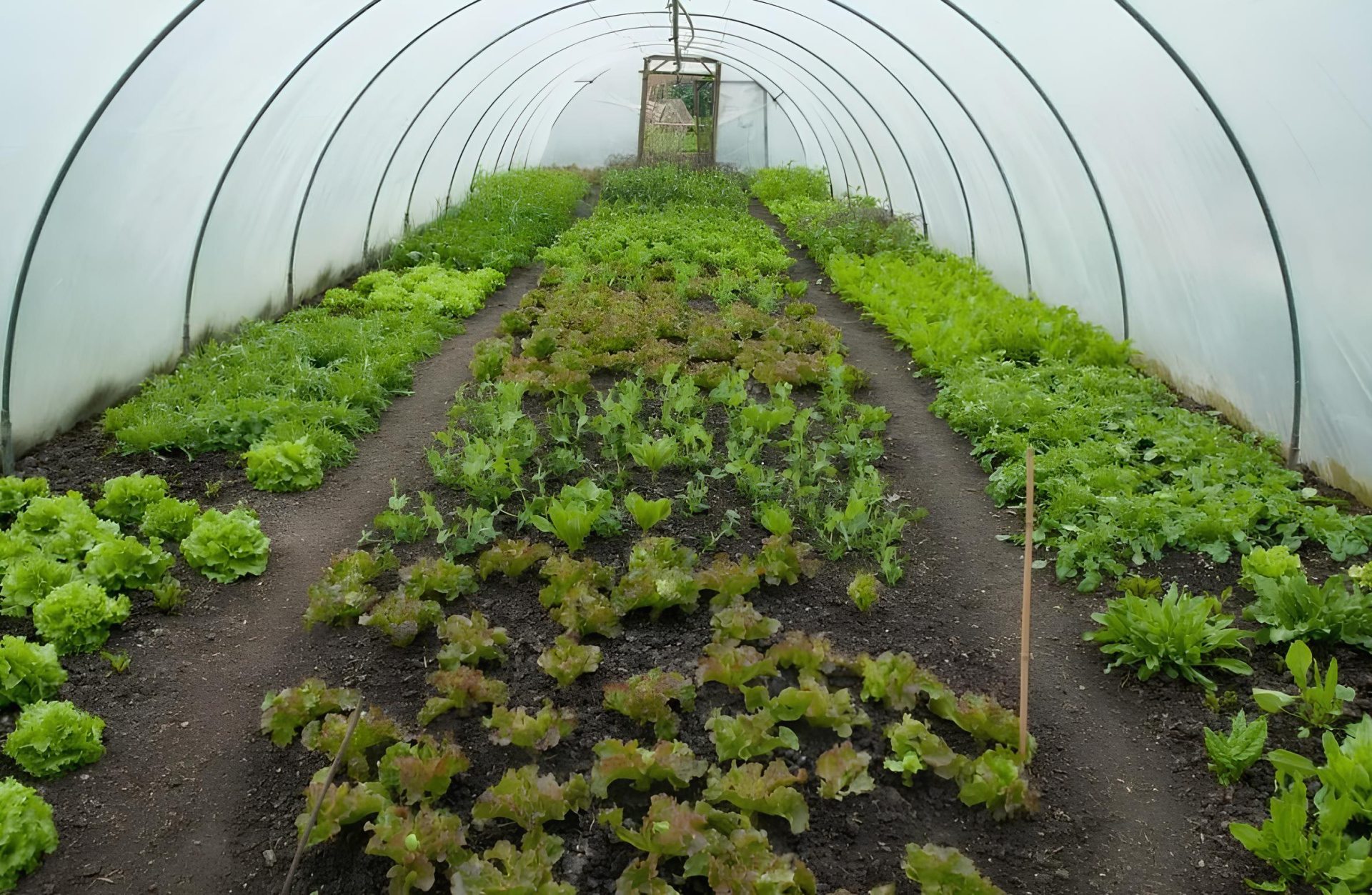 теплица и травы теплица и травы.jpg