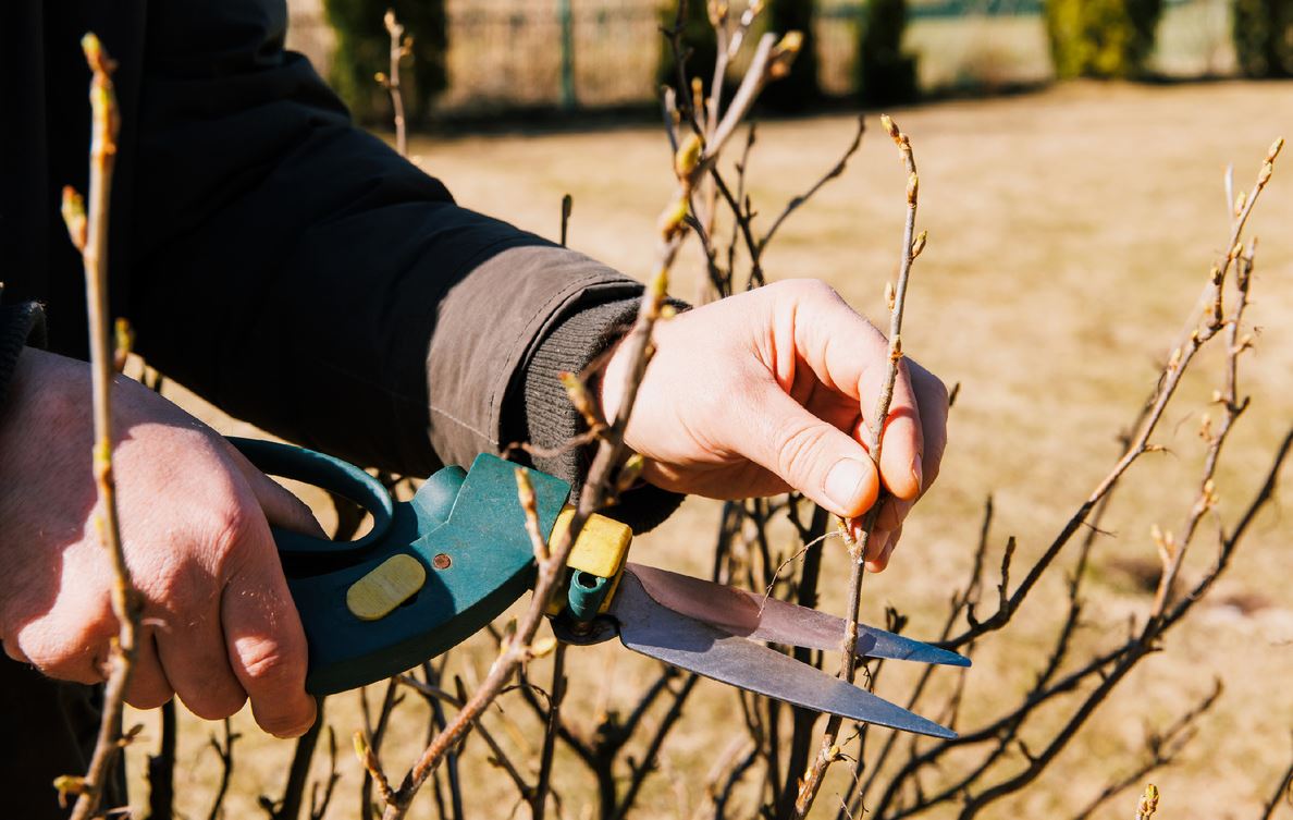 кустарники