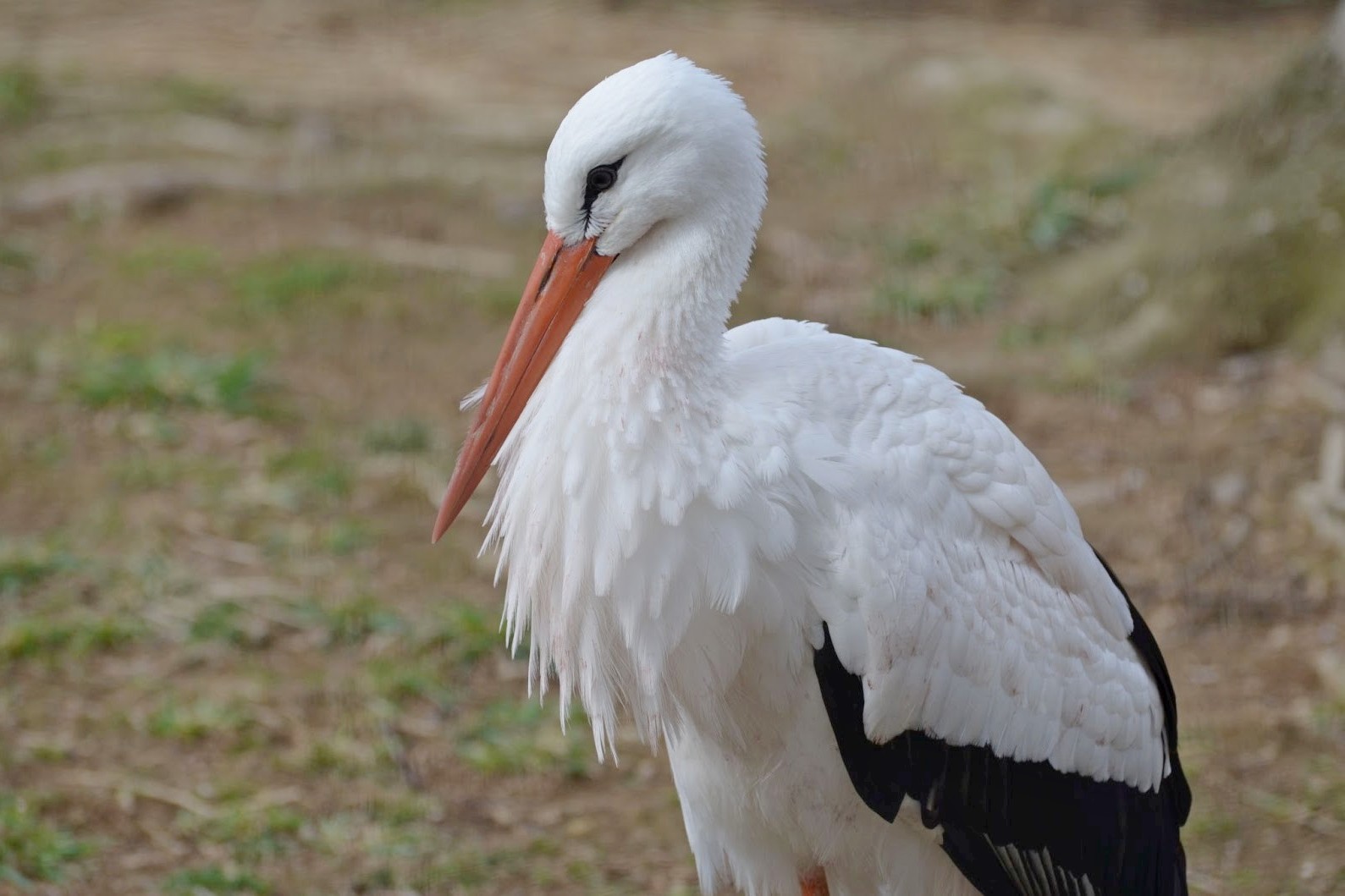 3-Белый аист.jpg