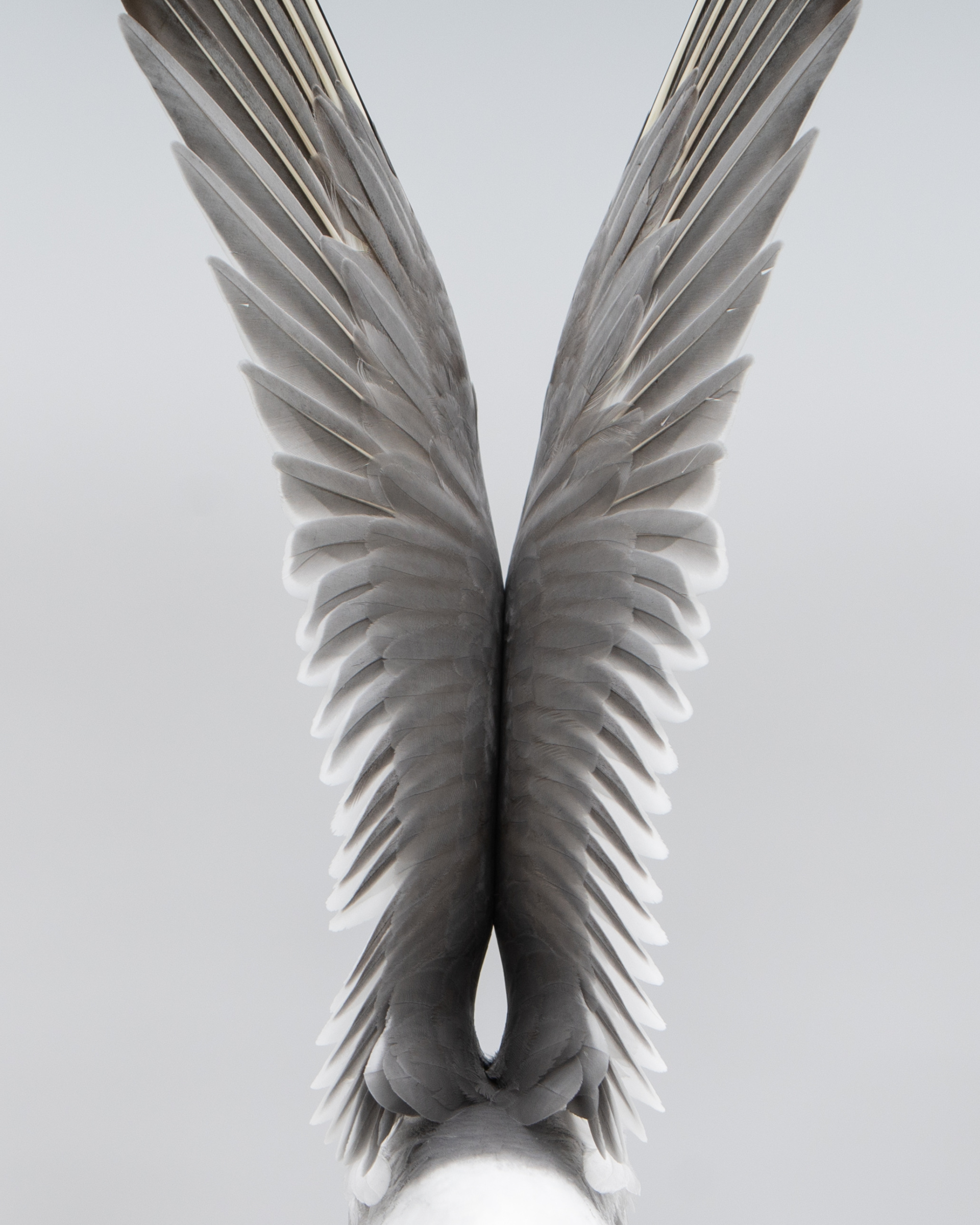 Распраў крылы! 