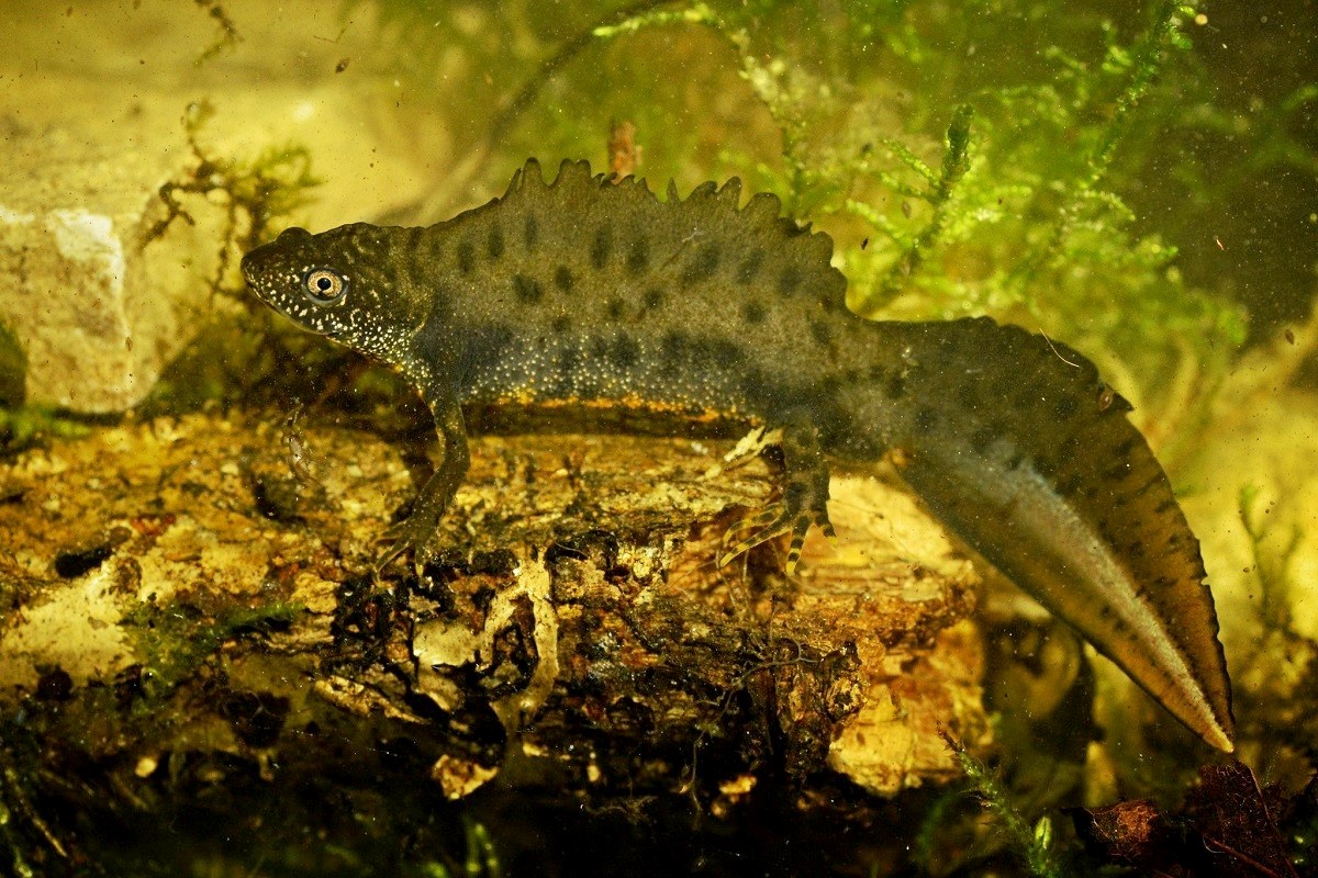 3-Гребенчатый тритон.jpg