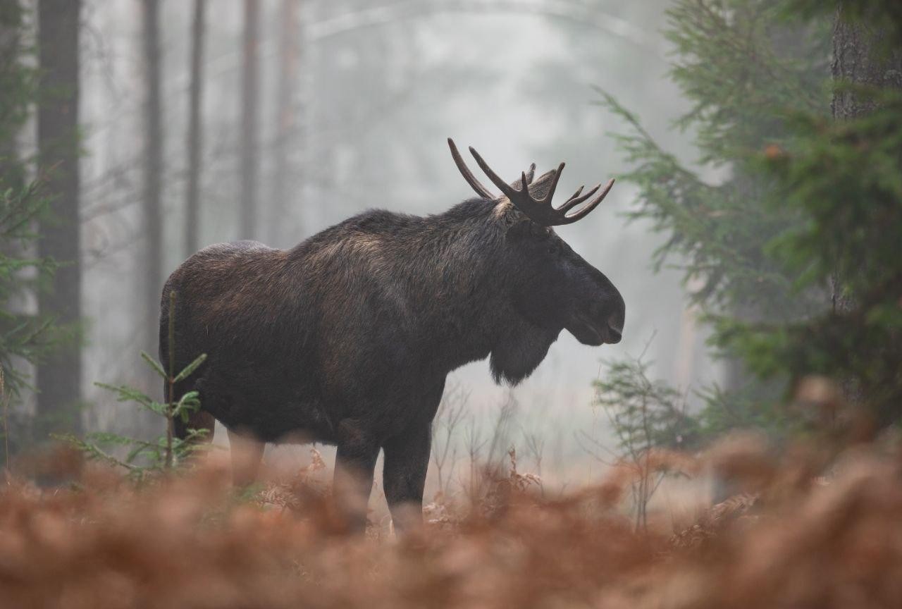 8-Самец лося.jpg