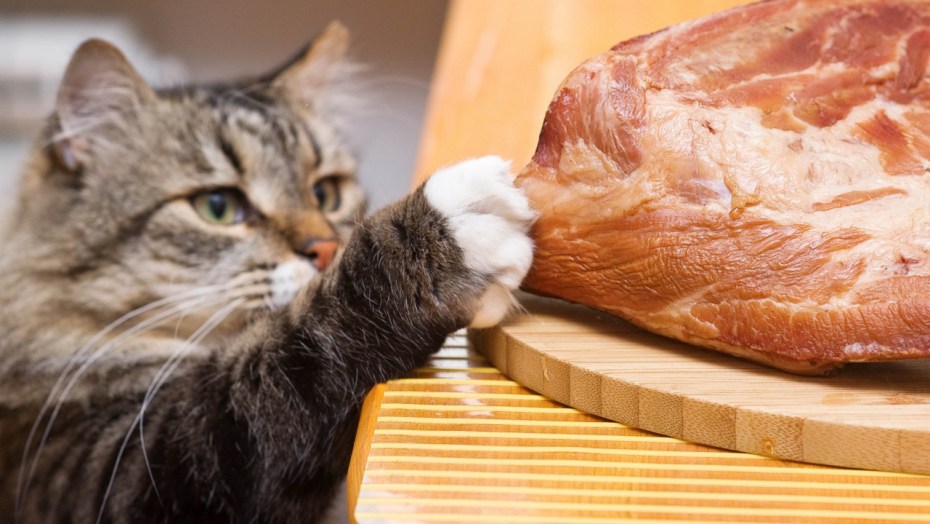 Еда со стола может стать причиной отравления.jpg