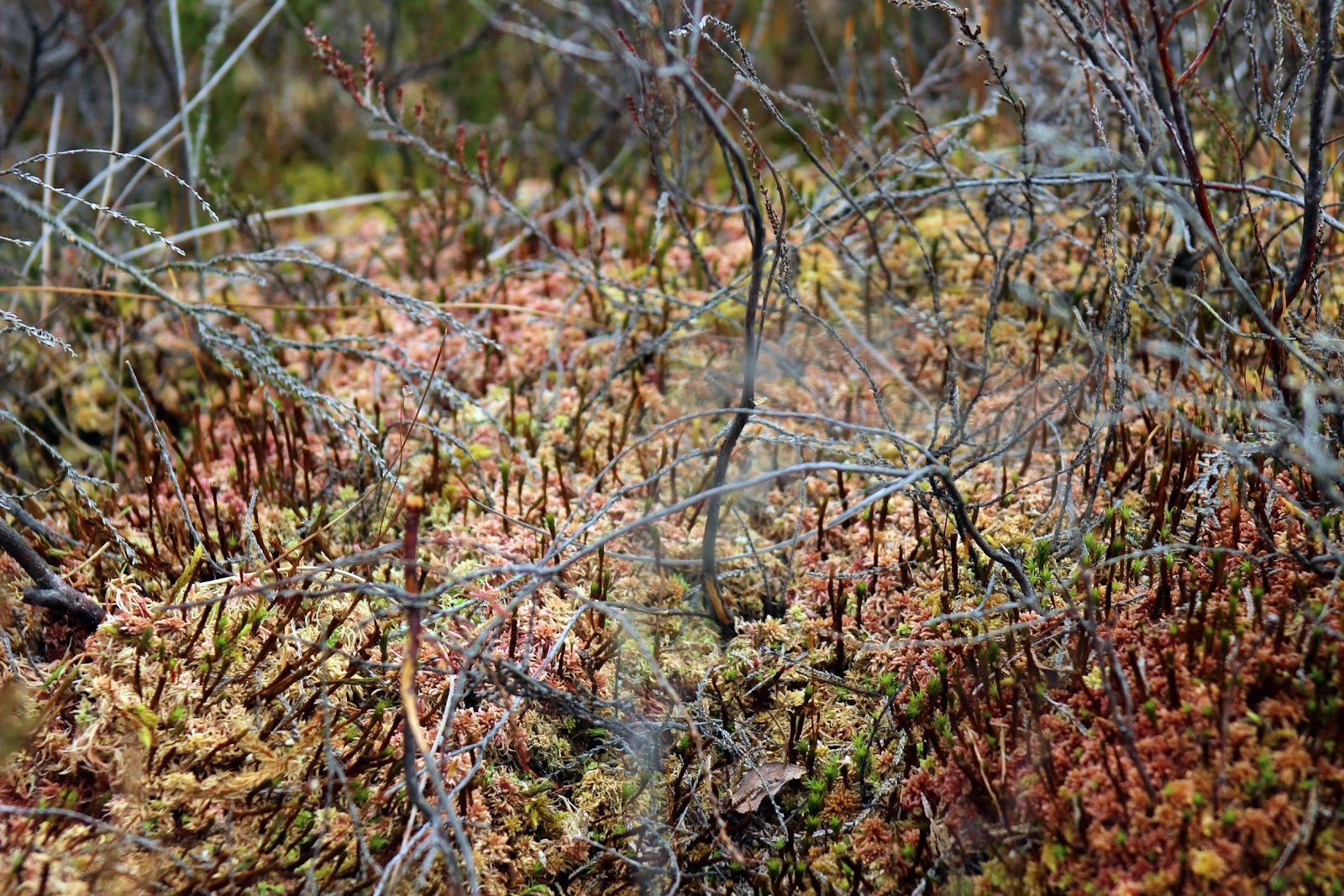 3-Разноцветный ковер из сфагнума.jpg