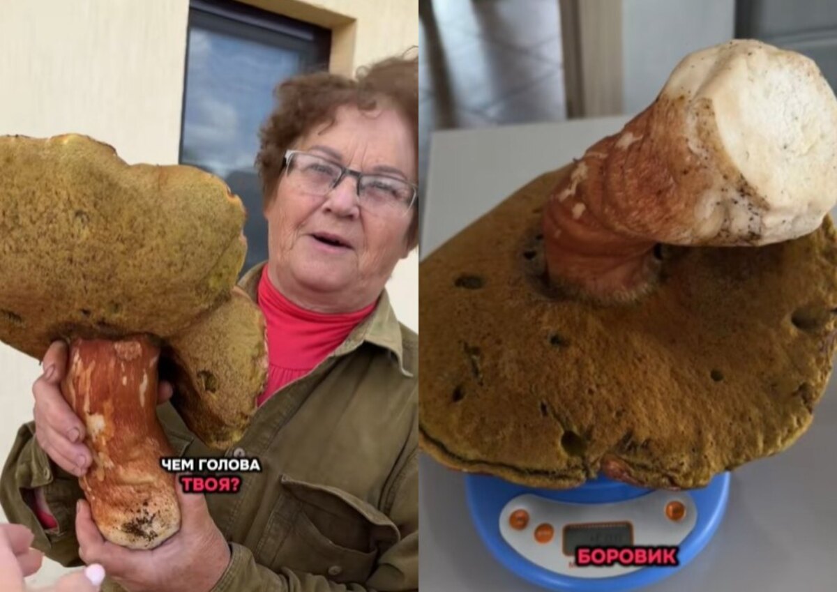 гигантский боровик