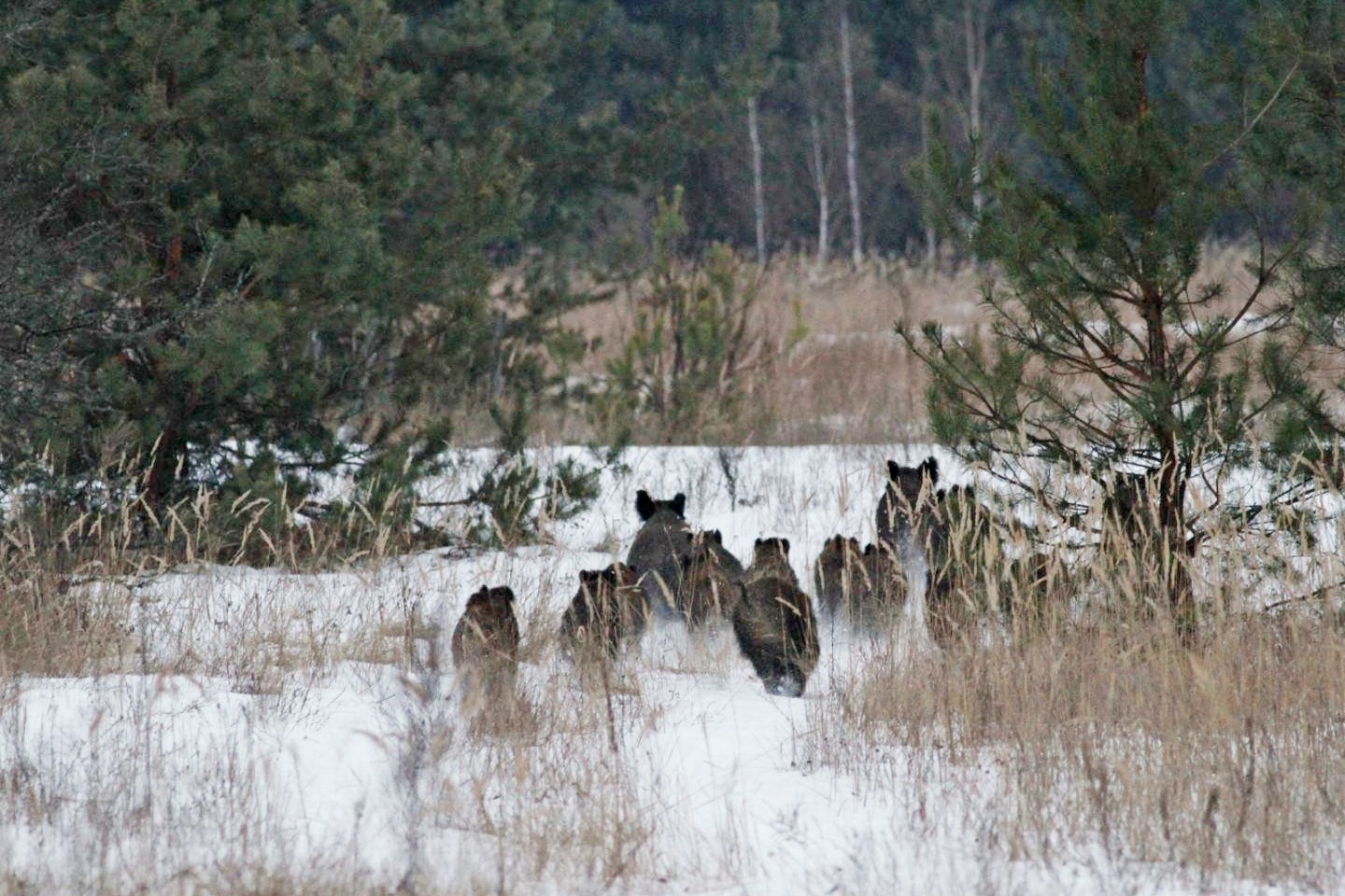 7-Стадо кабанов.jpg