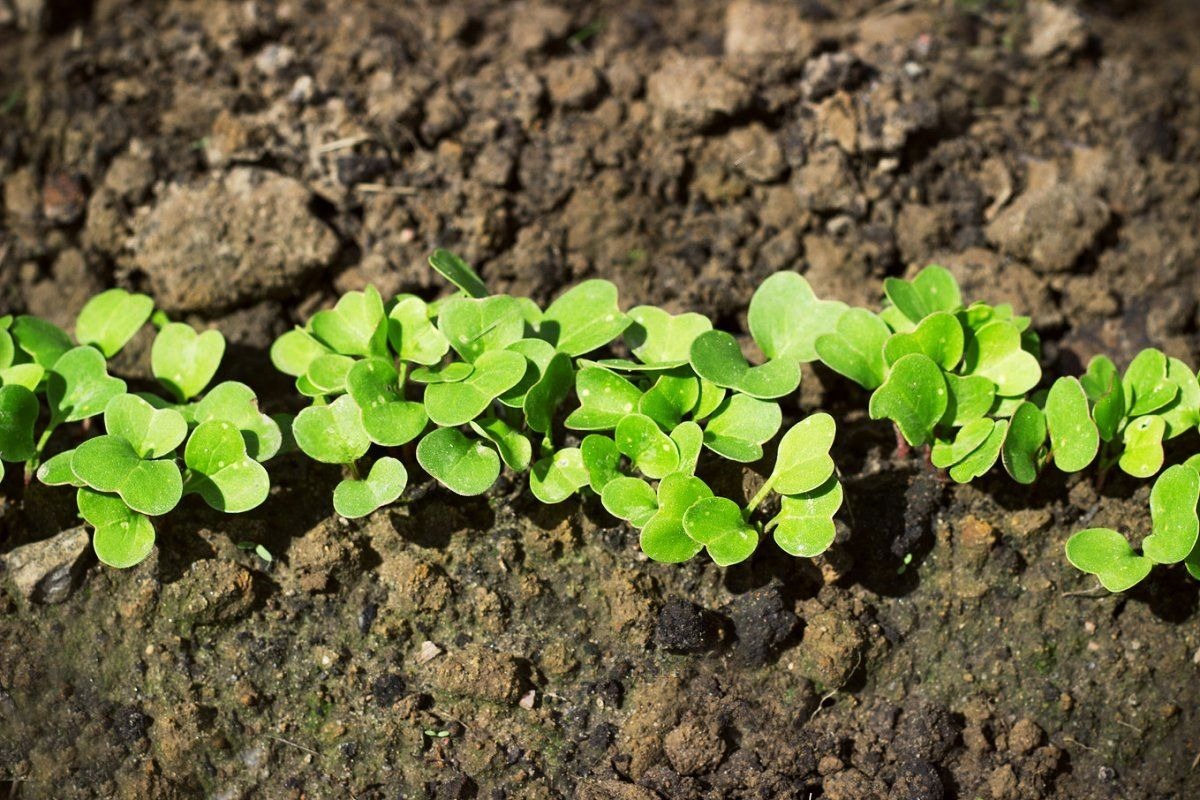 редис редис1.jpeg