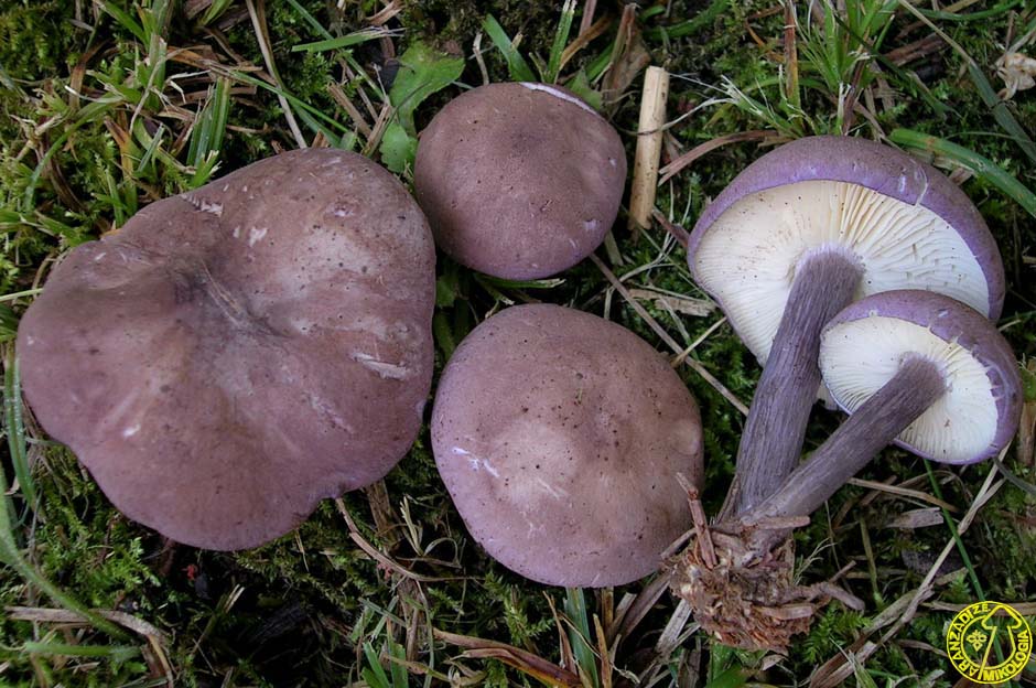 calocybe_ionides_paa1_080712_5041010.jpg