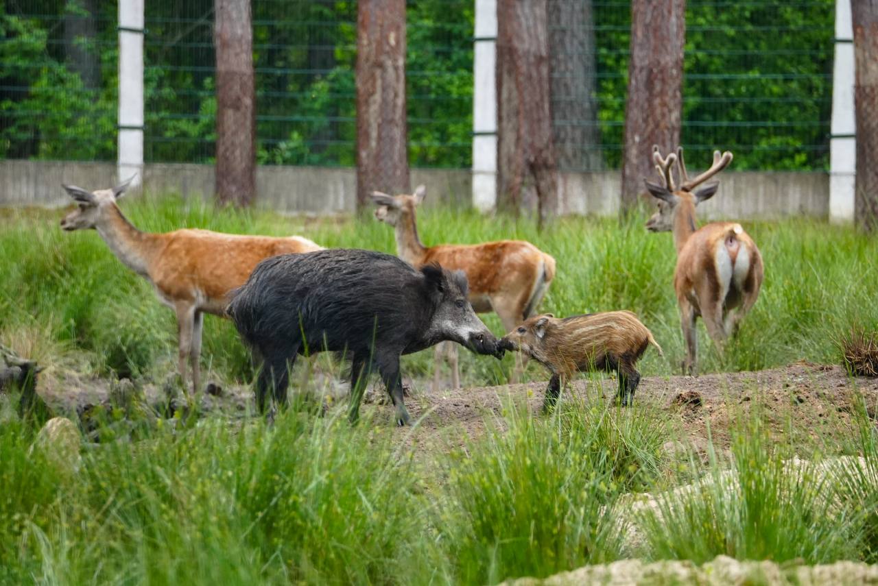 Кабан Шугалевская