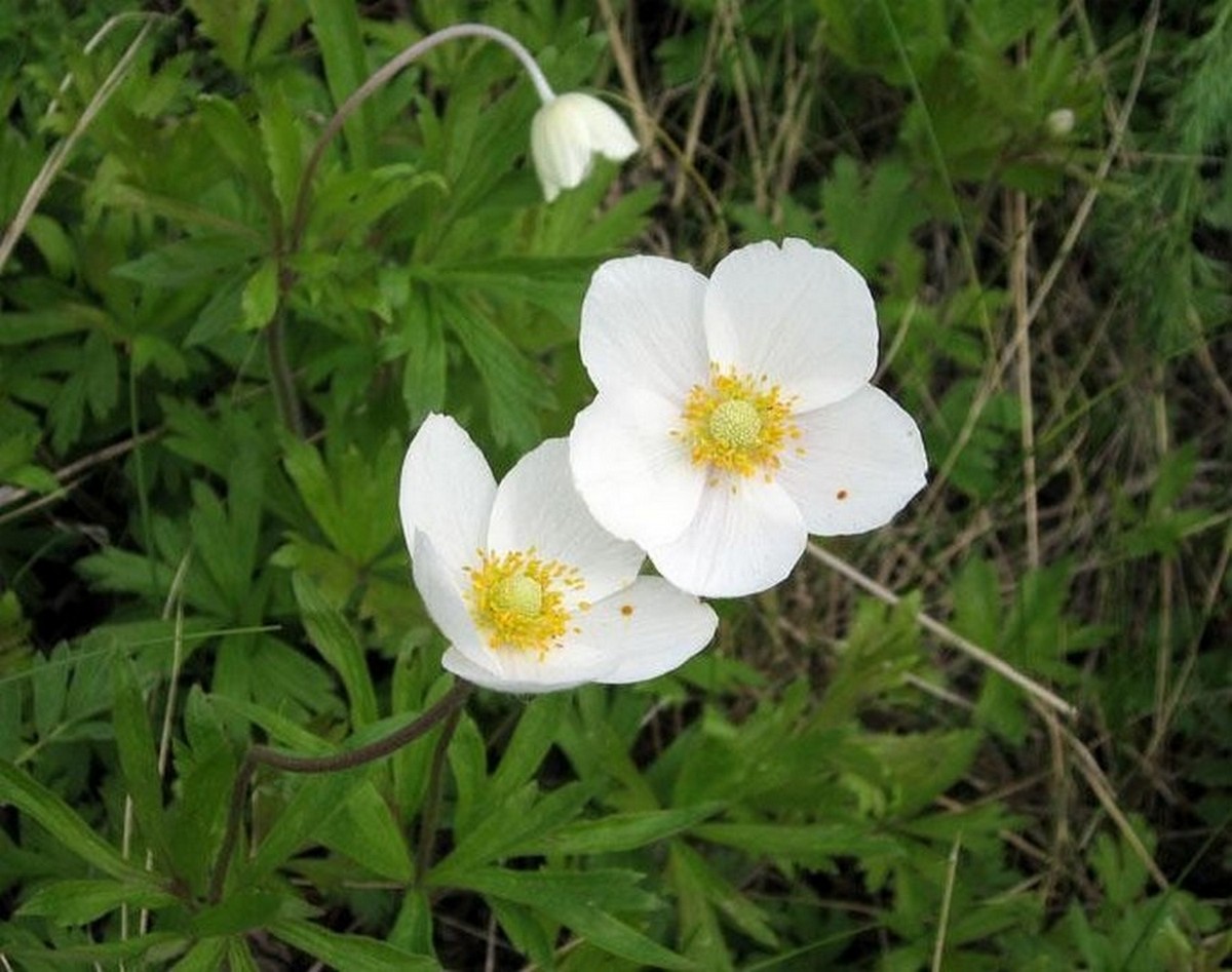 Ветреница лесная.jpg