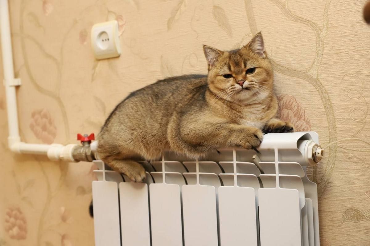 кот на батарее кот на батарее