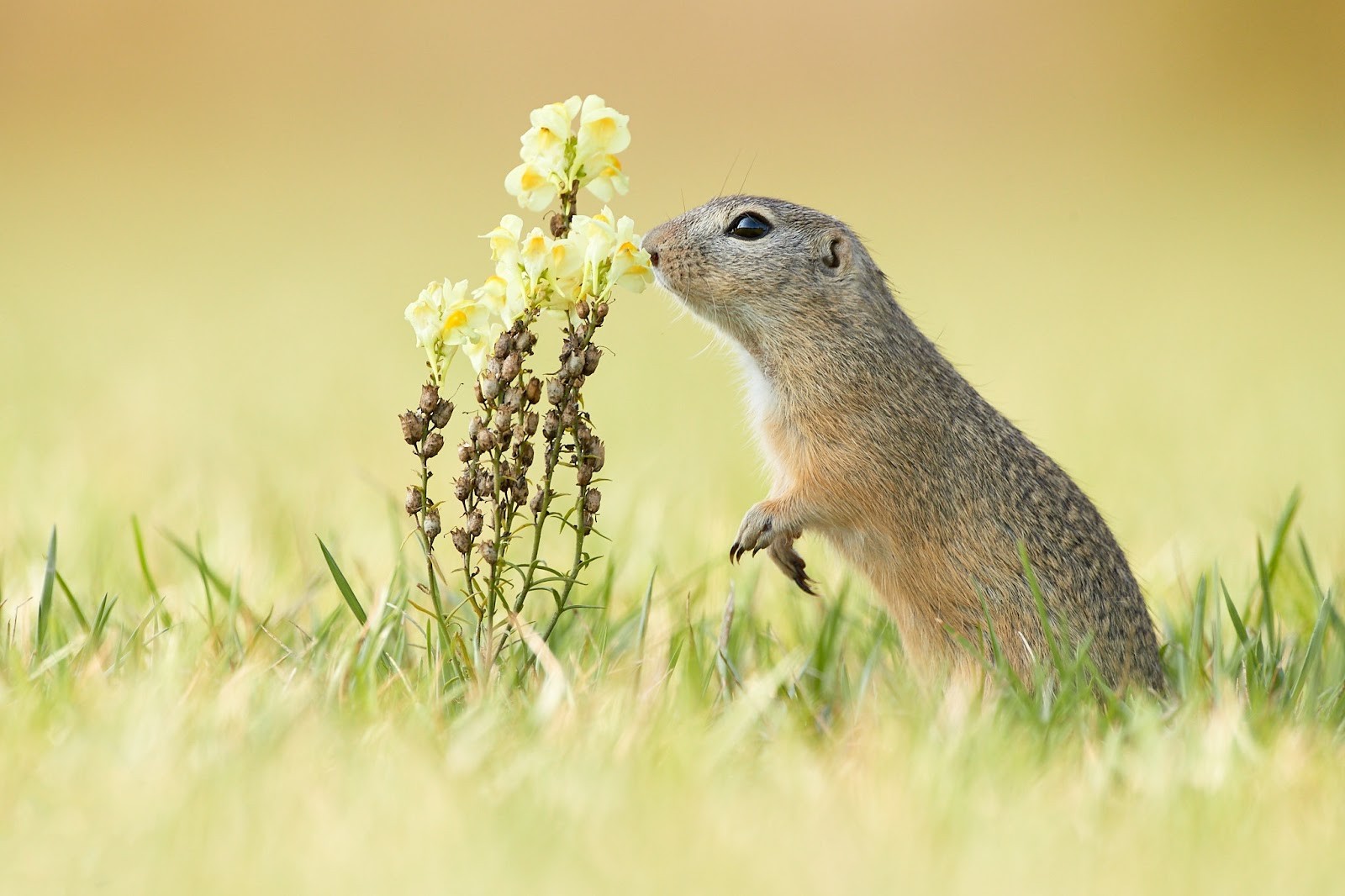 Крапчатый суслик 6.jpg