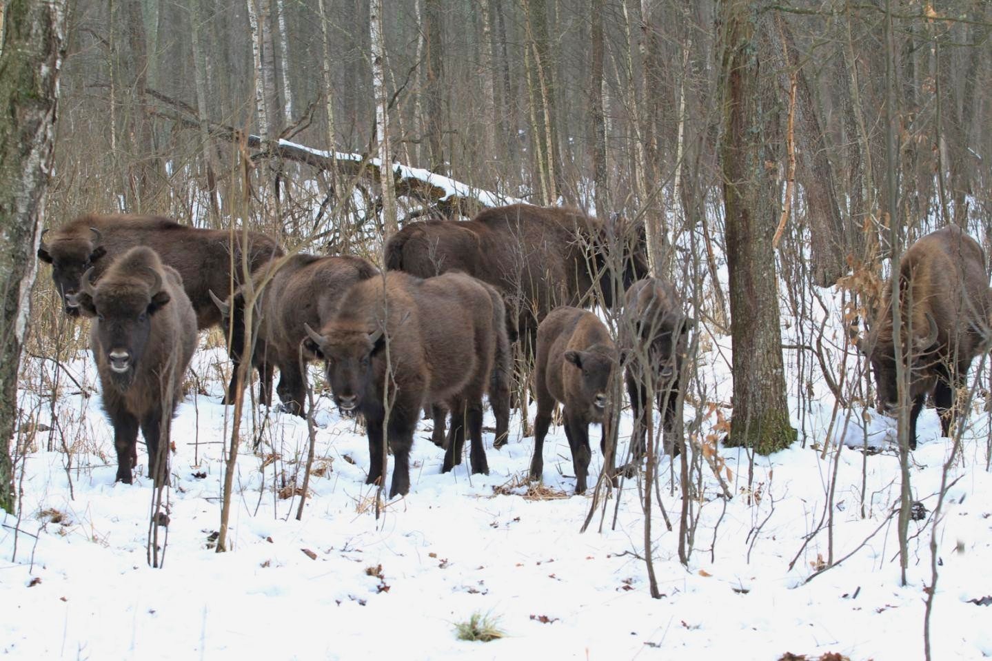 8-Зубры в Полесском радиационно-экологическом заповеднике.jpg