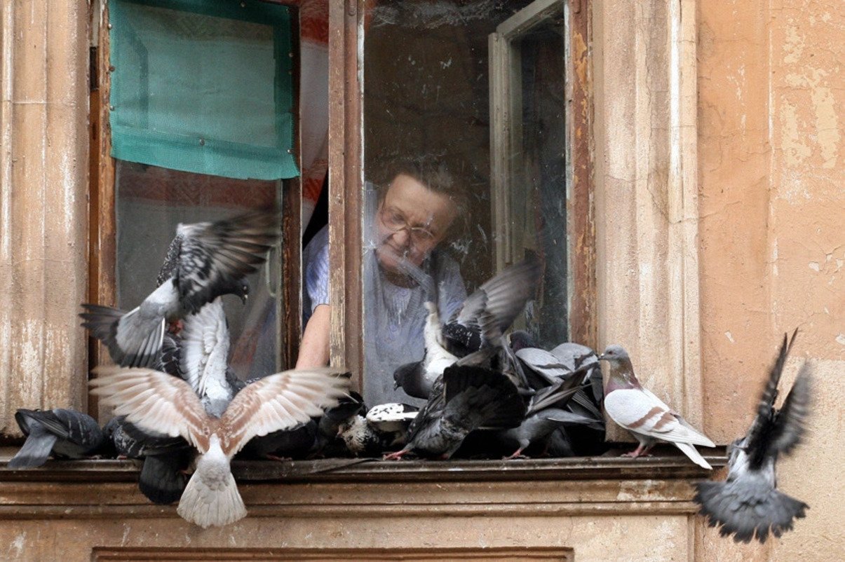 женщина кормит птиц из окна