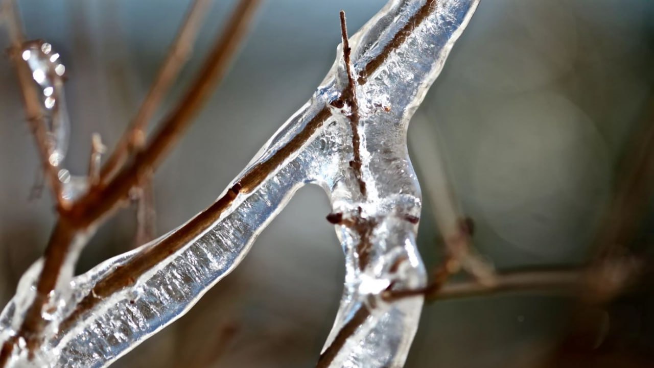 ветка во льду